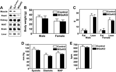 Characterization Of Skeletal Musclespecific Gs Knockout KO Mice