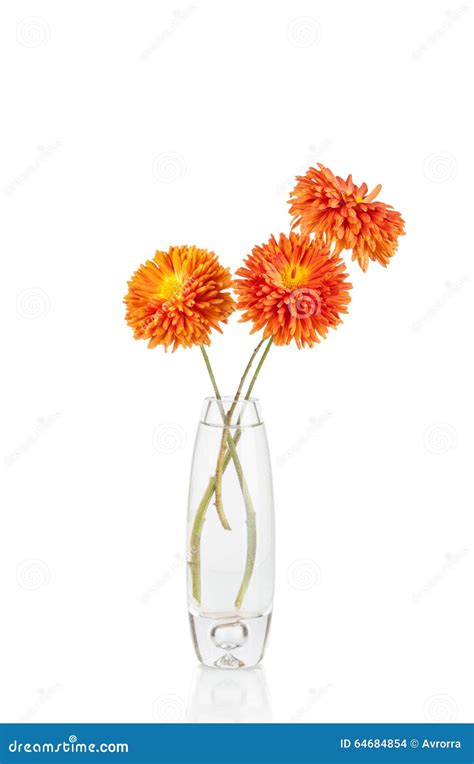 Flower In Vase Isolated On White Background Stock Photo Image Of