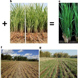 Pdf Sustained Productivity And Agronomic Potential Of Perennial Rice