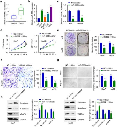 Inhibition Of Mir Impairs The Proliferation And Invasiveness Of Hcc