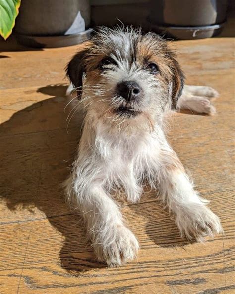 Jack Russell Maltese Mix Jacktese Info Pictures And Facts