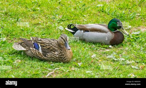 Male And Female Ducks High Resolution Stock Photography And Images Alamy