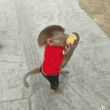 Monkey Monkeys GIF - Monkey Monkeys MonkeyEating - Discover & Share GIFs