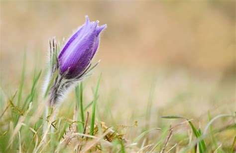 pasque flower