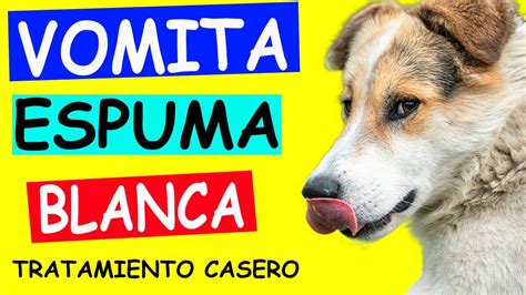 Remedios Caseros Para Mi Perro Que Vomita Espuma Blanca Youtube