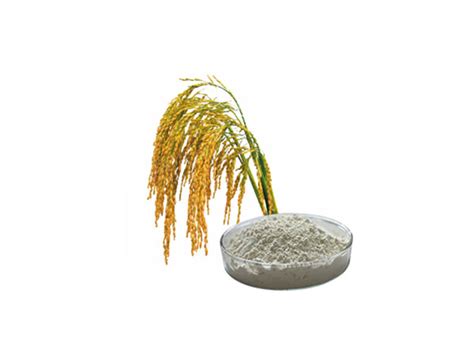 Rice Bran Extract Buy Rice Bran Extract Oryza Sativa L Oryza