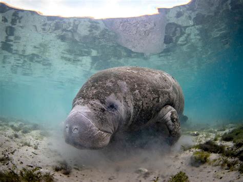 100 Manatee Wallpapers