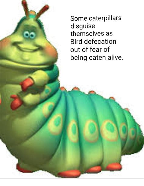 Epic caterpillar fact : CoolBugFacts