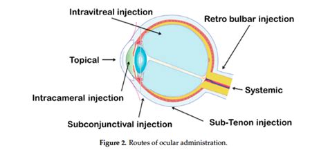 Ophthalmic Drug Delivery Systems For Antibiotherapy Pharma Excipients