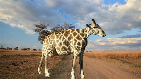 A Rare Short Legged Short Necked Giraffe R Ticklrs