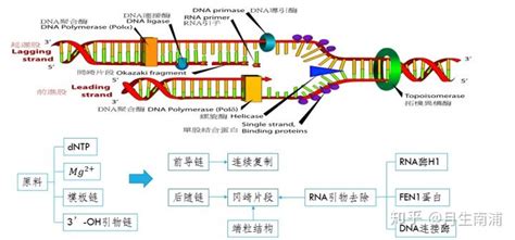 基因组结构与蛋白质元件的转录翻译 ——part1 基因组结构与遗传信息流动模型 知乎