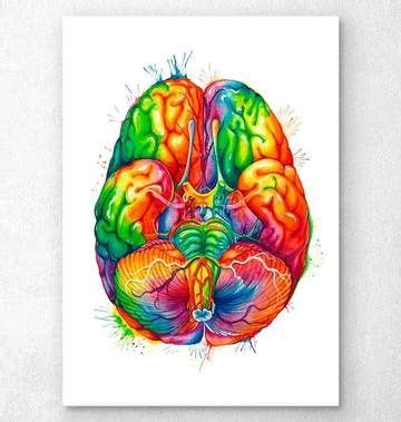 Watercolor Art Prints Anatomy Art Codex Anatomicus Anatomy Art