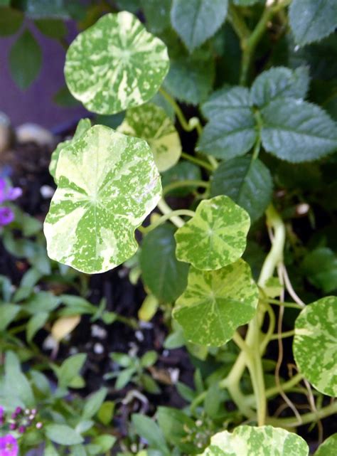 Nasturtium Tropaeolum Majus Double Gleam Mix In The Garden