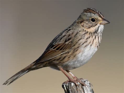 Lincolns Sparrow Ebird