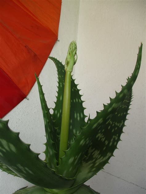 Duzy Aloe Vera Aloes Kwiatek Leczniczy Wroc Aw R Dmie Cie Olx Pl