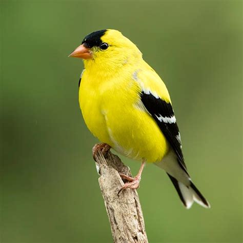 American Goldfinch: A Comprehensive Guide