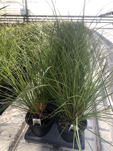 Carex testacea 'Prairie Fire' - Peace Tree Farm
