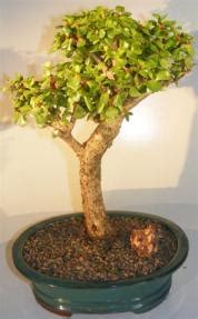 Baby Jade Bonsai Tree Portulacaria Afra