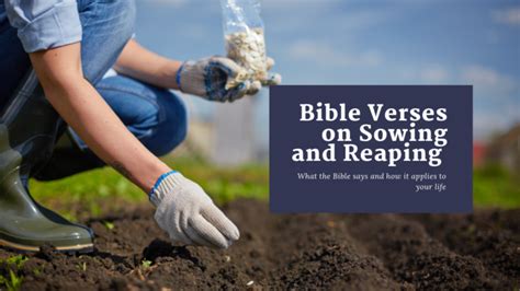 Bible Verses On Sowing And Reaping Bible Beaver