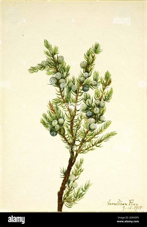 Juniperus sibirica hi-res stock photography and images - Alamy