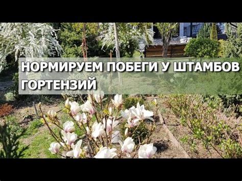 НОРМИРУЕМ ПОБЕГИ У ШТАМБОВ ГОРТЕНЗИЙ | Формируем крону штамба гортензии ...
