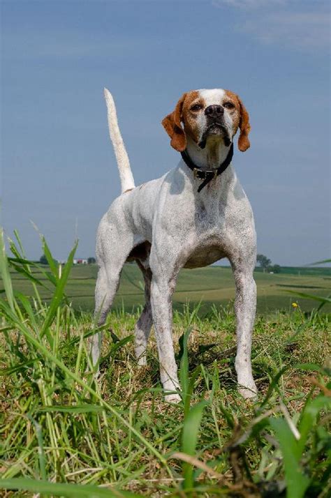 English Pointer - Puppies for Sale