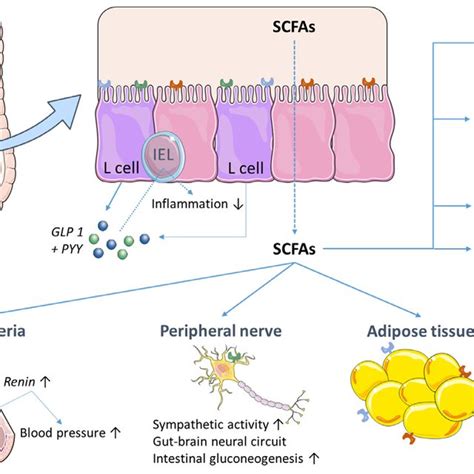 Overview Of The Pathways Of Bacterial Fermentation Resulting In The