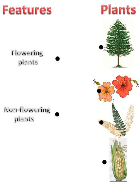 Flowering And Non Flowering Plants Worksheet