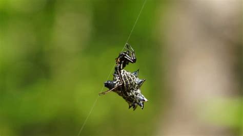 Spider Silk: What's It Made Of And How Strong Is It? | Earth Life