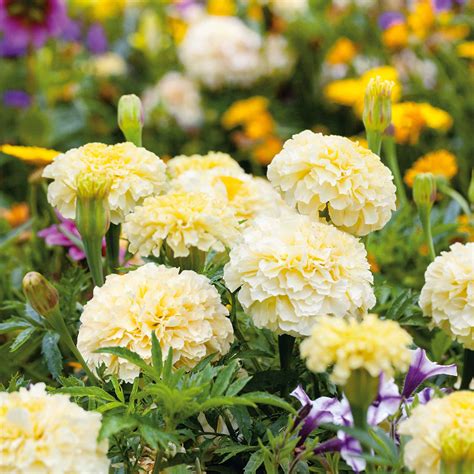 African Marigold Container