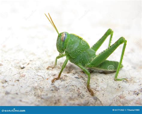 Green Grasshopper Stock Photography - Image: 6171262