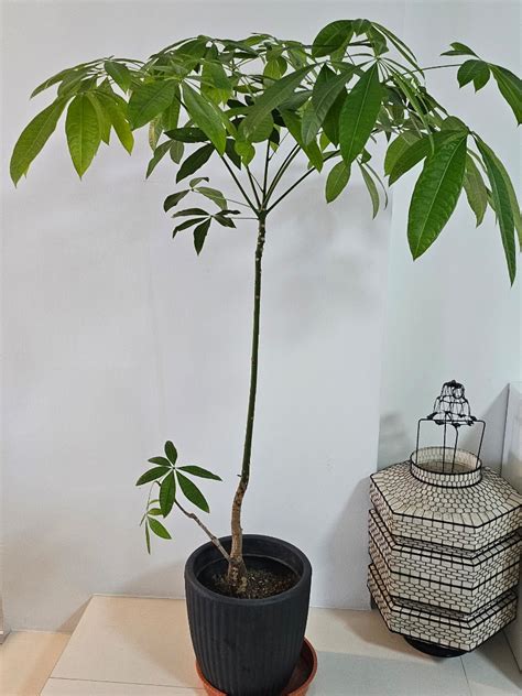 Feng Shui Money Plant Pachira Aquatica Low Maintenance Furniture