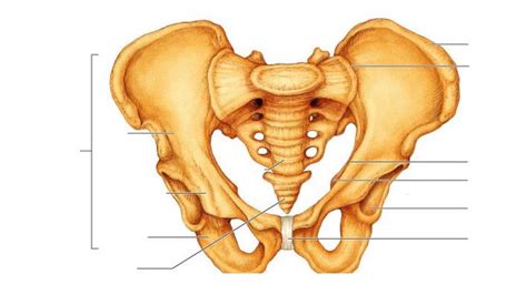 Pelvis Bone Labeling Diagram | Quizlet