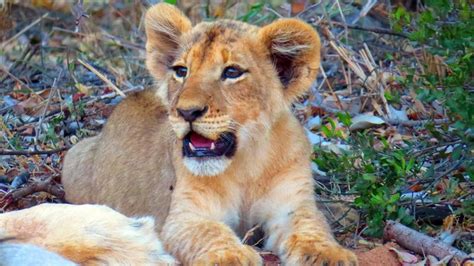 How Lions Strengthen Their Bonds | Kruger National Park