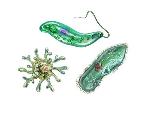 Kingdom Protista Characteristics, Classification,, 42% OFF