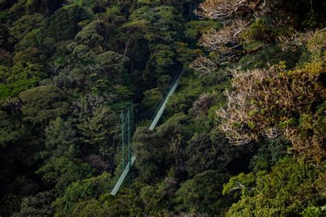 Hanging Bridges Monteverde Expeditions