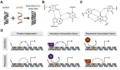 Ncrna Free Full Text Computational Methods To Study Dna Dna Rna