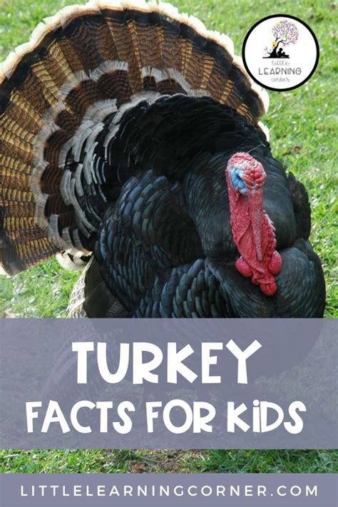 25 Fun Facts About Turkeys for Kids - Little Learning Corner