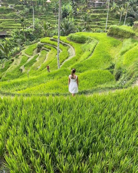 Excursi N De Un D A A Ubud Excursi N A Las Cascadas La Terraza De