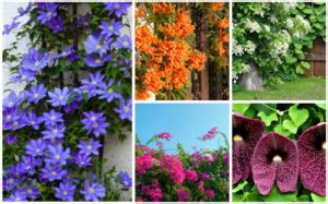 16 Best Perennial Vines Photos Garden Lovers Club