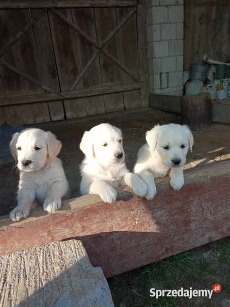 Szczeniaki Golden Retriever Bogoria Sprzedajemy Pl