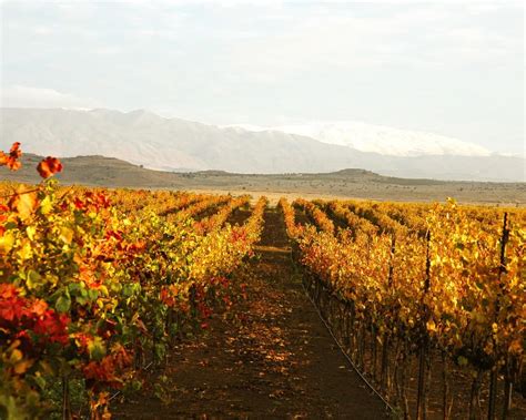 Israel Wine Region Guide: Climate, Terroir & Grape Varieties