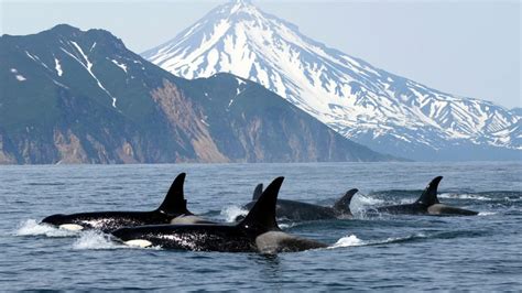 Orcas Atacan Un Velero Tur Stico Y Lo Hunden Tras Golpearlo Por Casi