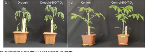 Figure 1 From TiO2 Nanoparticles Alleviates The Effects Of Drought