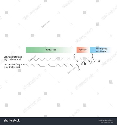 Diagram Showing Schematic Molecular Structure Glycerophospholipids ...