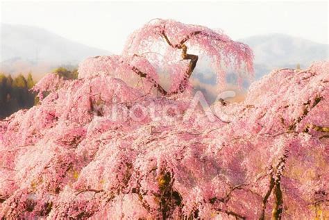 桃色に輝く三春滝桜の天辺 No 23743581｜写真素材なら「写真ac」無料（フリー）ダウンロードok