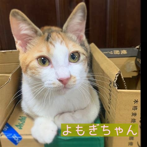 1月27日譲渡会参加予定猫紹介 はしもとさくら猫の会 和歌にゃんず