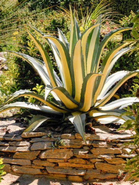 Agave Americana Mediopicta Yellow Striped Century Plant Agave