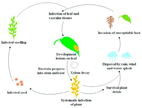 Life Cycle Of The Black Rot Pathogen Xanthomonas Campestris Pv