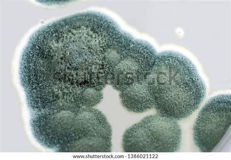 Colonies Penicillium Fungi Grown On Sabouraud Stock Photo 1386021122